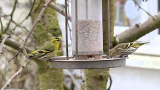 Feeding siskins [upl. by Otipaga]