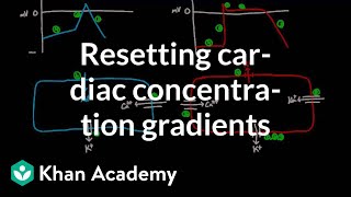 Resetting cardiac concentration gradients  Circulatory system physiology  NCLEXRN  Khan Academy [upl. by Alana]