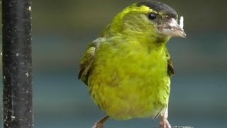 Siskin Bird  Flock of Siskins in My Garden  Wildlife in Cornwall  Scatiu Cajzla [upl. by Lapotin]