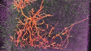 Neurons amp Synapses [upl. by Steen847]