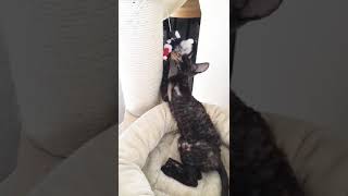 Cornish Rex kitten Leyah in forever sweet home❤ [upl. by Aerdnaed]