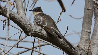 Great spotted cuckoo Clamator glandarius Κισσόκουκος [upl. by Drucie446]