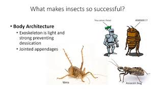 Introduction to Entomology [upl. by Nniuq30]