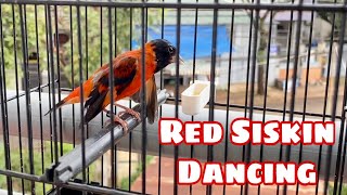 Red Siskin Singing Best Song Training  Canto Pintassilgo venezuelano 1H [upl. by Nauqaj961]