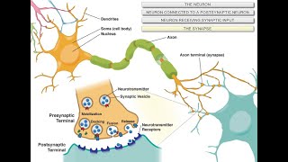 Intro to Neuroscience [upl. by Akkin]