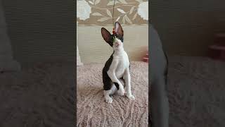 Cornish Rex kitty to beautiful Lion [upl. by Scales830]