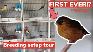 British Finch Breeding Set up tour  Reviewing Worlds first Siskin x Bullfinch [upl. by Jermaine]