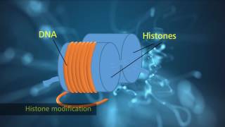 Histone Modification [upl. by Lucey]