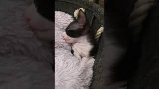 Cornish Rex Kittens too cute [upl. by Otineb319]