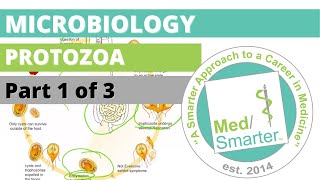 Protozoa  Microbiology  USMLE STEP 1  Part 1 of 3 [upl. by Berga680]