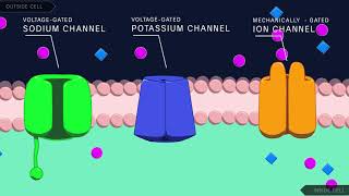 Action Potential in the Neuron [upl. by Ettessil398]