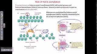 Histone acetylation [upl. by Neelrac]