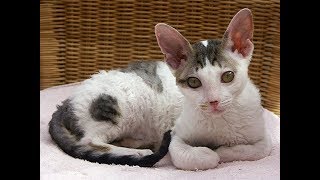 Cornish Rex [upl. by Polik]