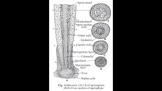 Anthoceros sporophyte [upl. by Enrol]