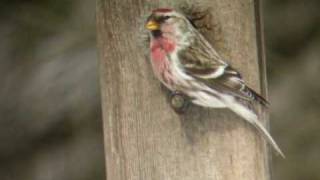 Common Redpoll [upl. by Lyndel]