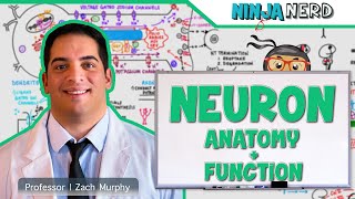 Neurology  Neuron Anatomy amp Function [upl. by Ahsekyw872]