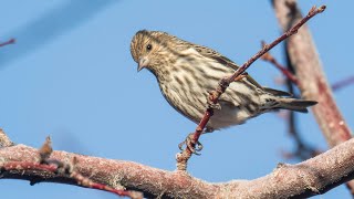 Pine Siskin Calls [upl. by Lonnard30]