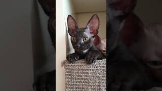 Cornish Rex Kittens [upl. by Dabbs177]