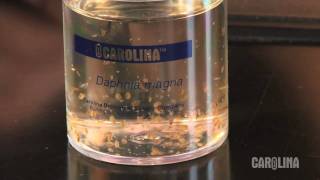 How to Care for Daphnia [upl. by Initof]