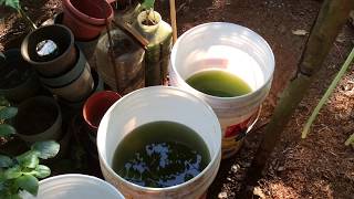 How to grow Green Water Algae [upl. by Briny207]