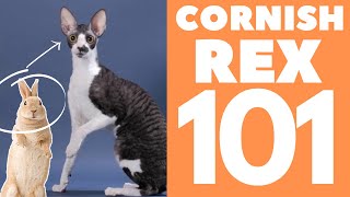 Cornish Rex Cat 101  Breed amp Personality [upl. by Ardis261]