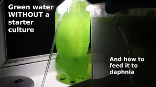 Green Water WITHOUT a Starter Culture  From Scratch  How To [upl. by Anerehs]