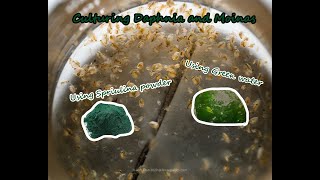 How To Culture Daphnia and Moinas using Green Water Spirulina powder [upl. by Baugh]