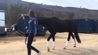 Louishorse with Wobblers Syndrome walking after treatment with the Assisi Loop [upl. by Glynas247]