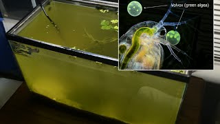 Raising Daphnia for the Freshwater Aquarium [upl. by Evelc]