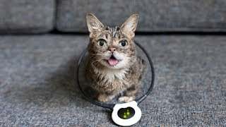 Lil BUB and the Assisi Loop [upl. by Lednahs]