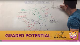 Graded Potential  Neuron [upl. by Hays]