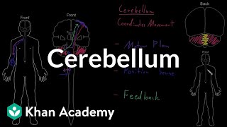 Cerebellum  Organ Systems  MCAT  Khan Academy [upl. by Akimal849]