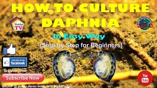 HOW TO CULTURE DAPHNIA In Easy Way [upl. by Notsob]