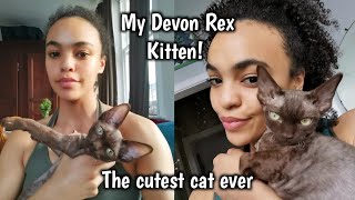 Introducing My New Kitten  Our Gorgeous Devon Rex [upl. by Ro]