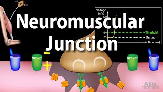 Neuromuscular Junction Animation [upl. by Alberto]