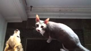 Cornish Rex Talks Back [upl. by Nehttam]